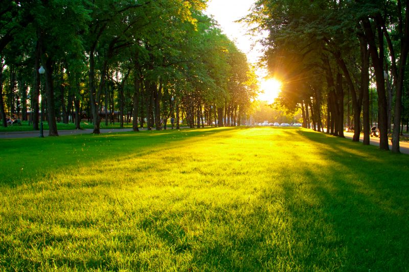 Commercial Lawn Care detail